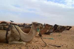 morocco, desert, camel-2560109.jpg