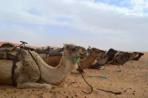 morocco, desert, camel-2560109.jpg