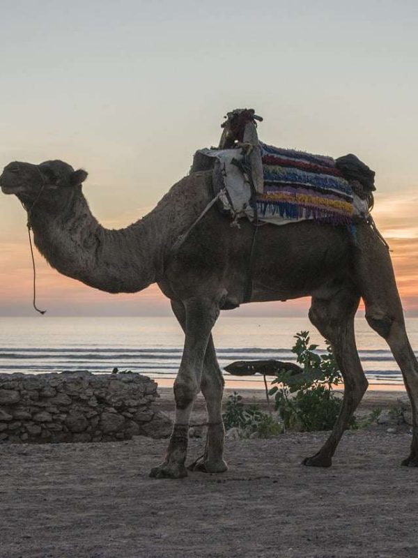 camel, morocco, beach-4006586.jpg