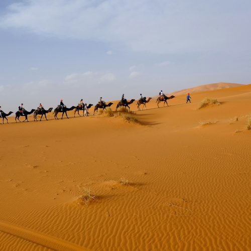person riding on camel